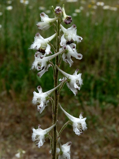 {Delphinium carolinianum ssp. calciphilum}